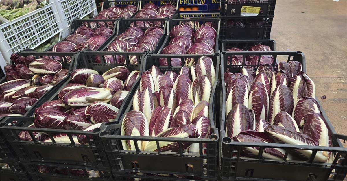 Radicchio precoce - Treviso - 1,50/1,80 euro al chilogrammo